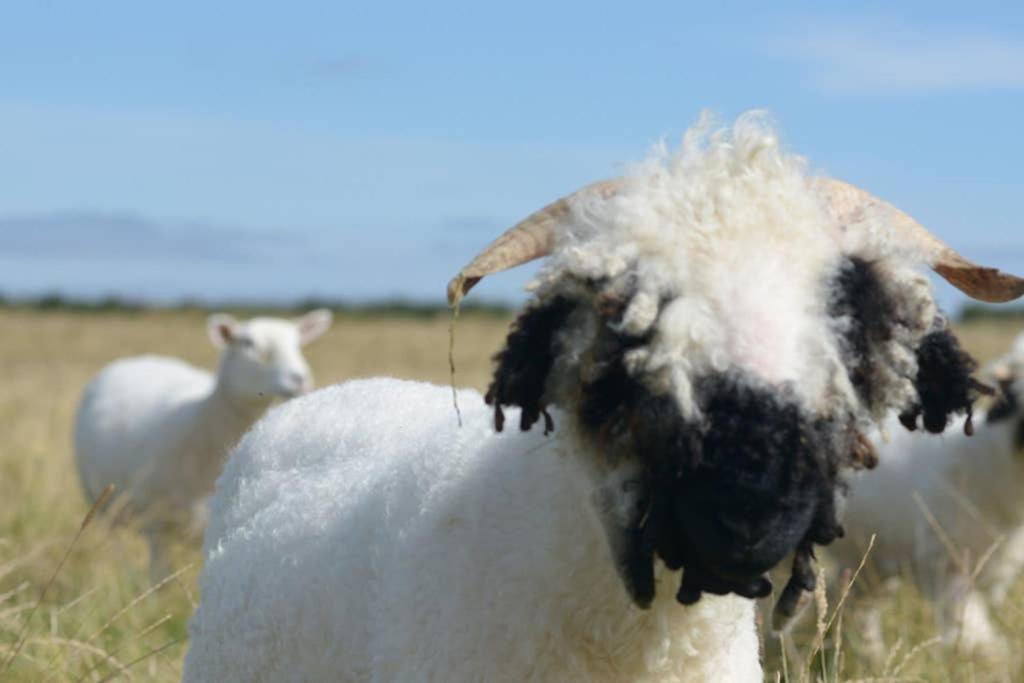 Knightsward Farm Near St Andrews, Scotland Villa Anstruther Ngoại thất bức ảnh
