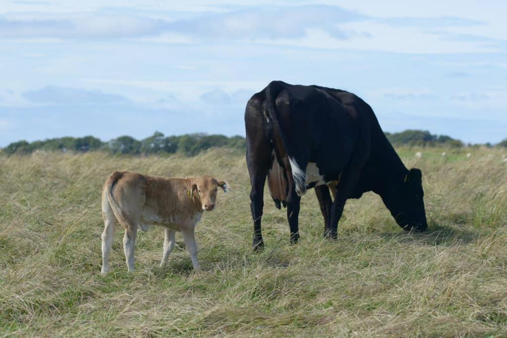 Knightsward Farm Near St Andrews, Scotland Villa Anstruther Ngoại thất bức ảnh